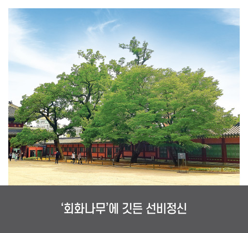 [우리 법원 이야기] '회화나무'에 깃든 선비정신